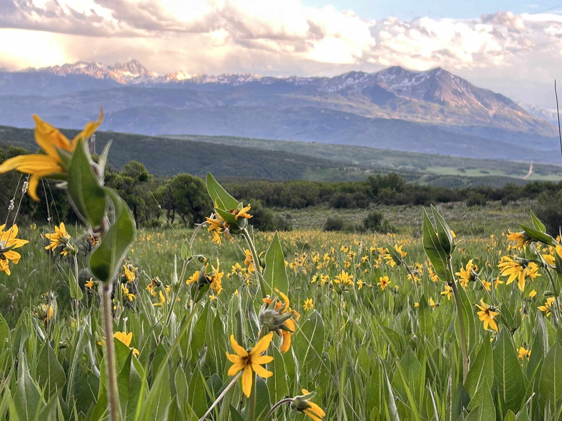 Summer Wildflowers